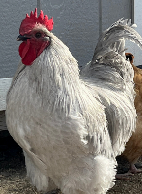 Tango the white and grey rooster with a bright red comb standing in the farmyard