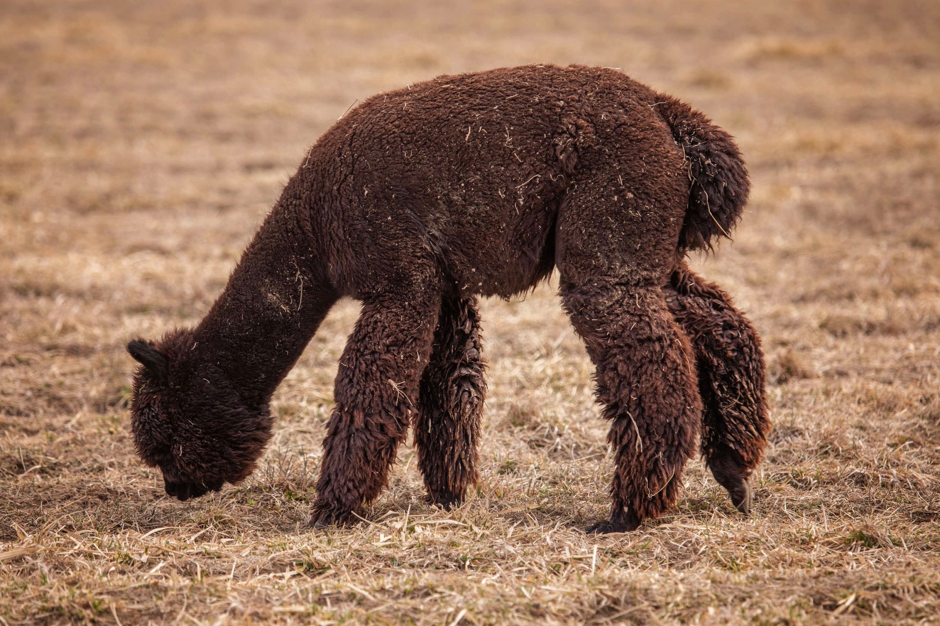 Dark brown alpaca grazing in the winter pasture