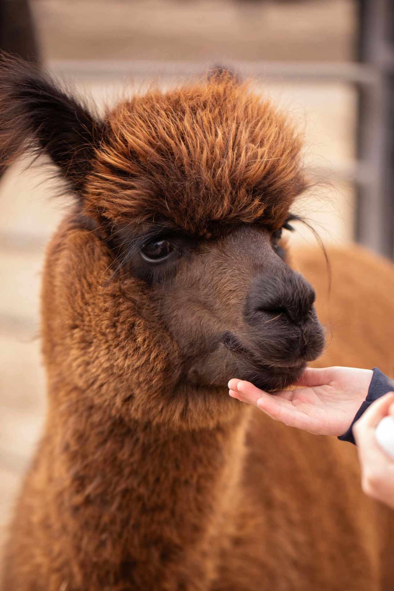 Hand-feeding a brown alpaca on the farm