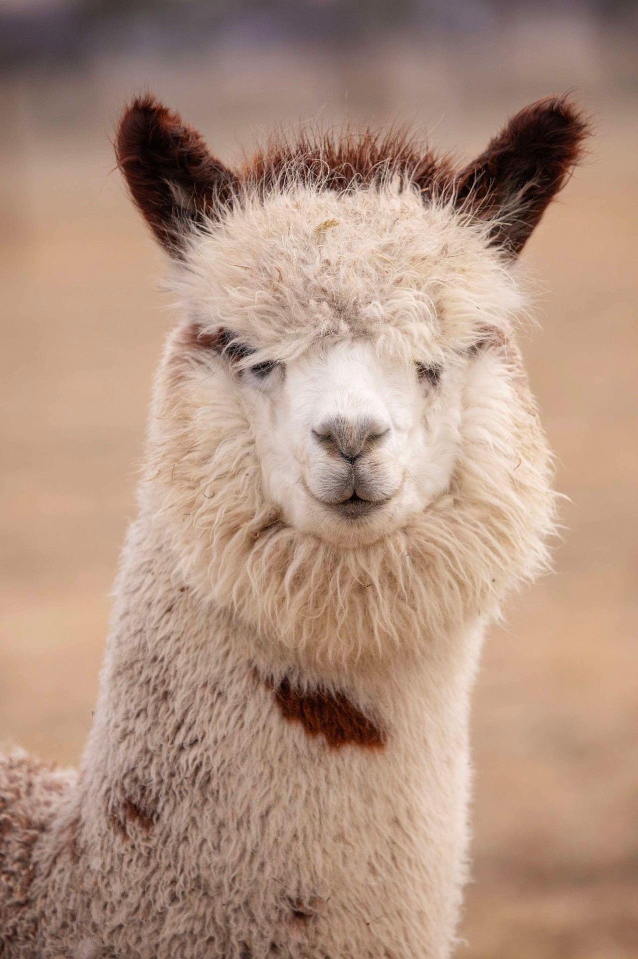 A fluffy cream and brown alpaca portrait at Owyhee River Alpaca Farm