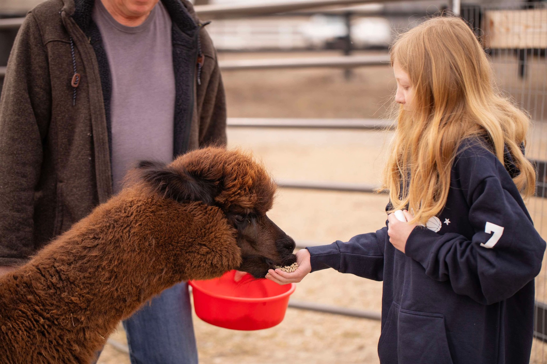 Child feeding an alpaca by hand inside the farm pen