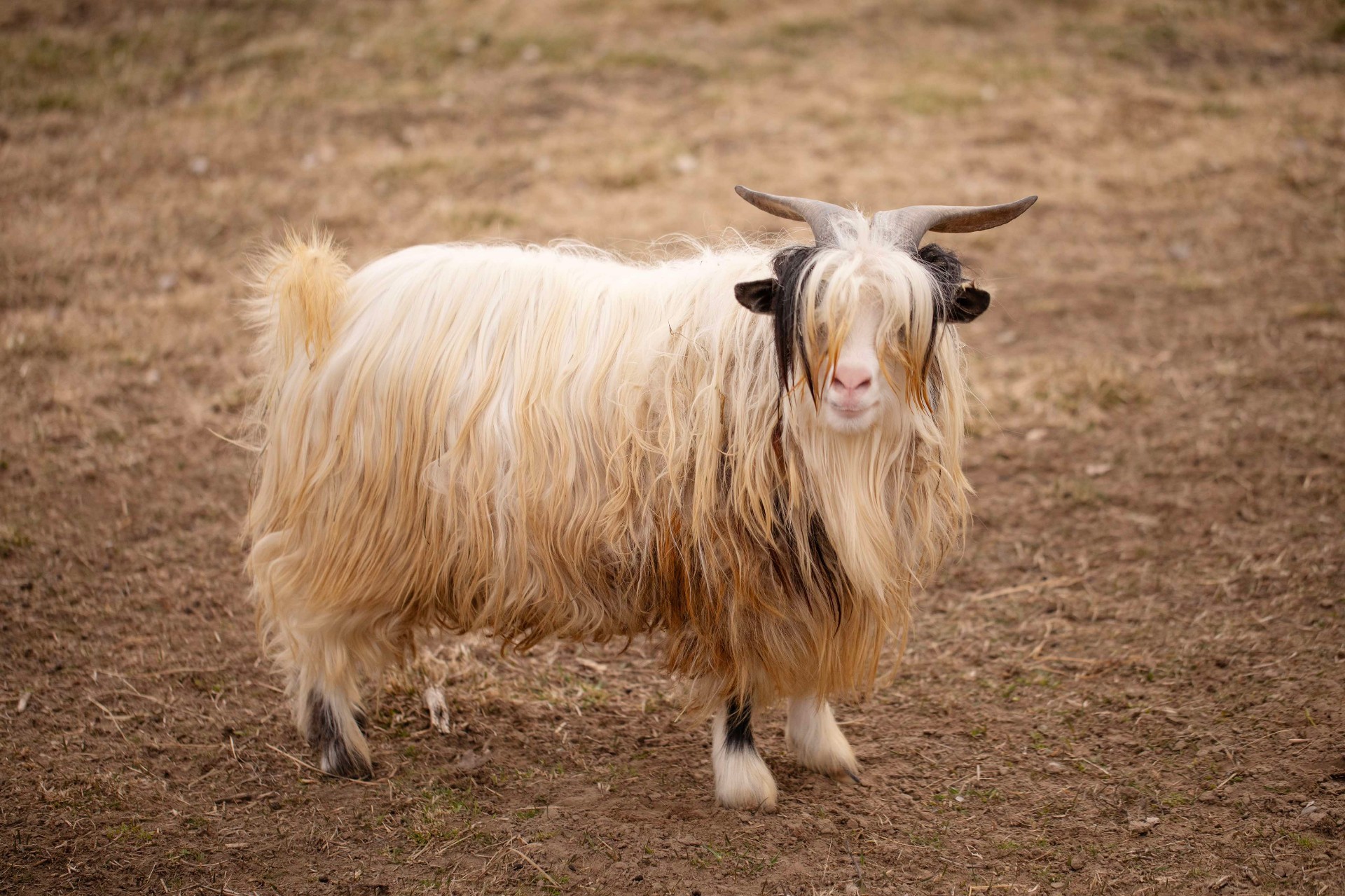 Full-body portrait of a long-haired goat in the pasture