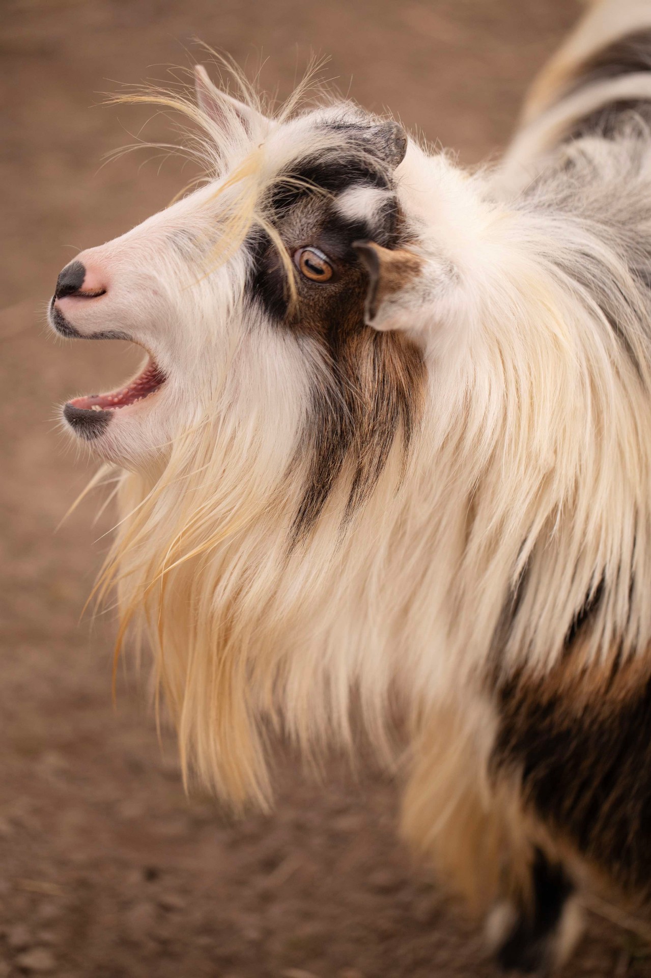 Close portrait of a long-haired goat with expressive face on the farm
