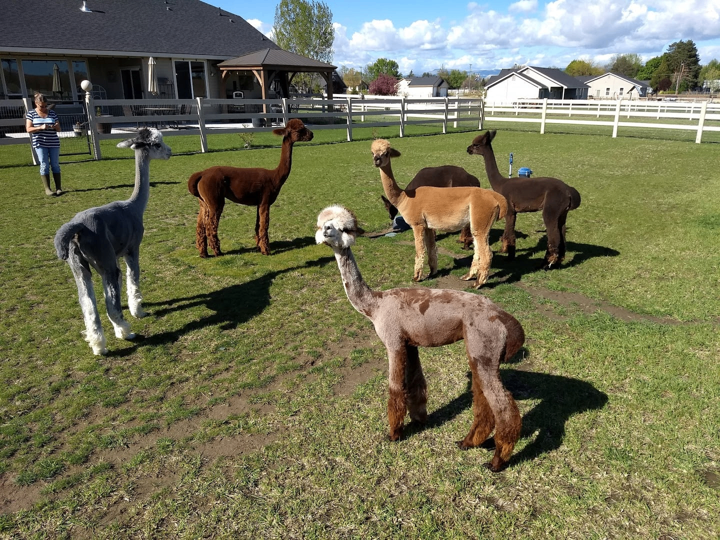 The herd of alpacas grazing together in the pasture at Owyhee River Alpaca Farm