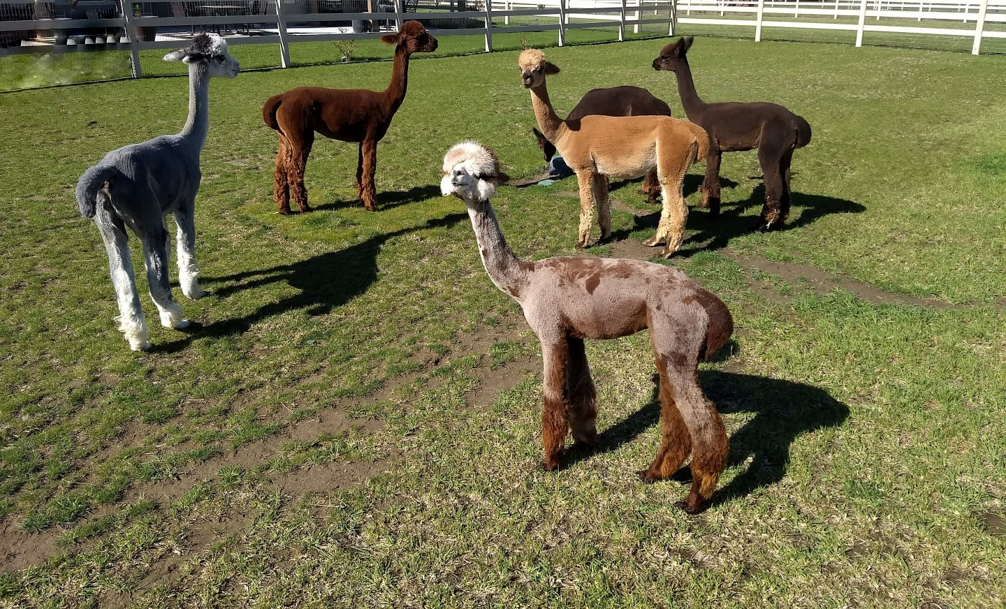 Group of alpacas standing in a green pasture on the farm